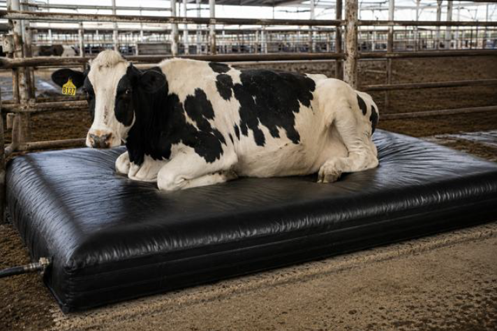 Cow On Waterbed