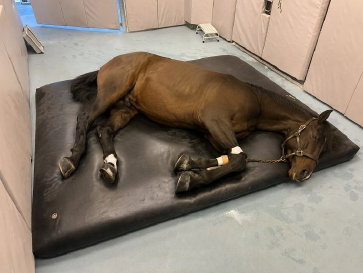 Horse On Waterbed