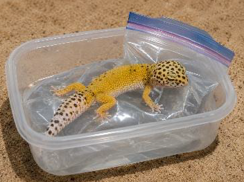 Lizard On Waterbed